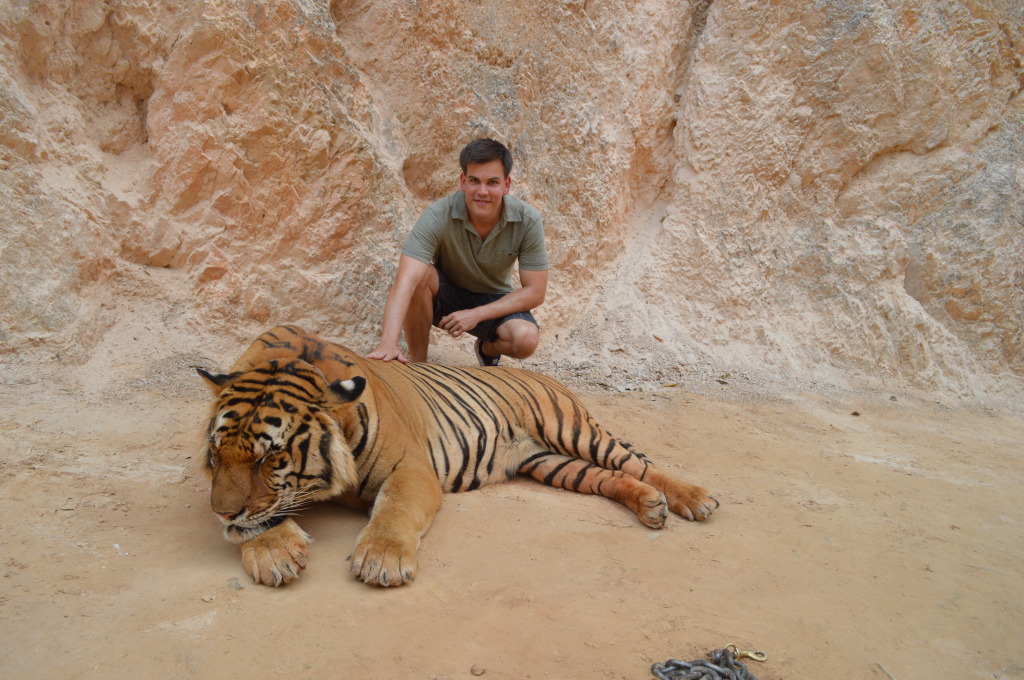 Petting a Tiger at Tiger Temple, Kanchanaburi, Thailand