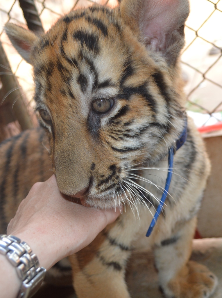 Shannon Petting a Tiger Cub at Tiger Temple, Kanchanaburi, Thailand