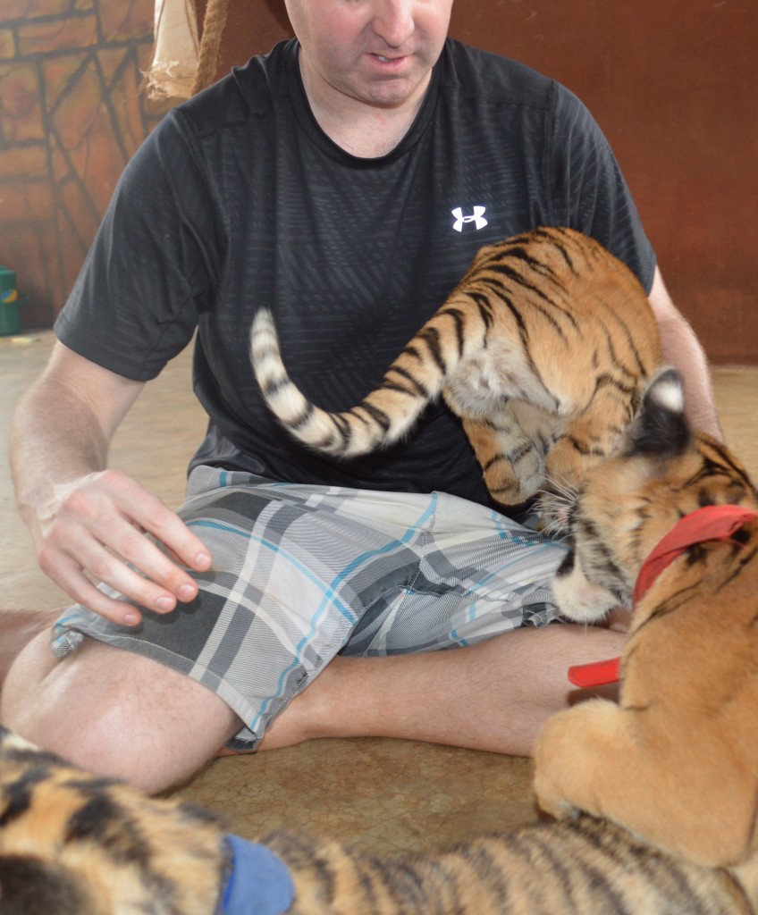 Derrick with tiger cubs at Tiger Temple, Kanchanaburi, Thailand