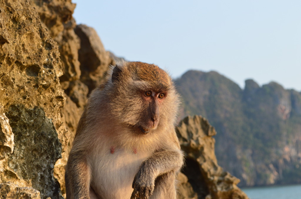 Monkey in Ao Nang Beach in Thailand