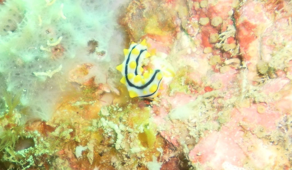 Scuba Diving Ko Lipe, Thailand