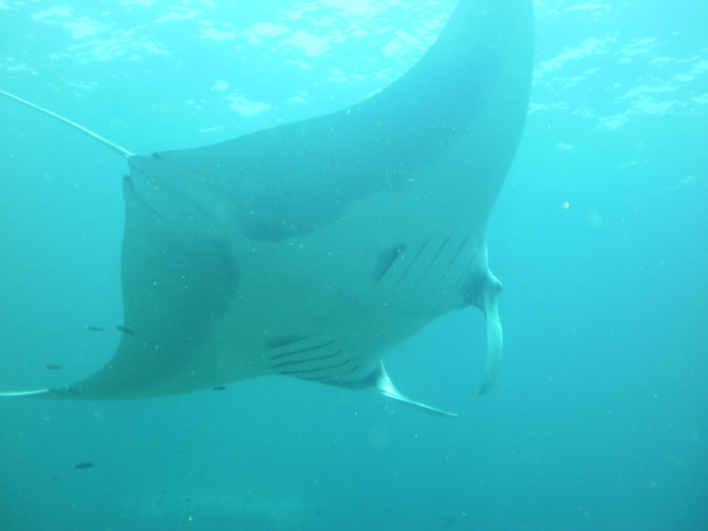 Manta Ray swimming off Ko Lanta, Thailand