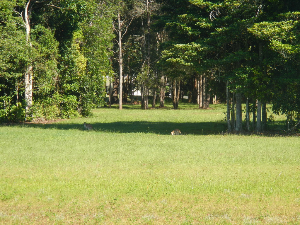 On the Wallaby Tour in Daintree National Forest in Queensland, Australia