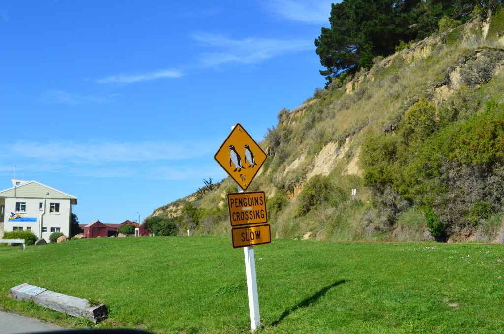Otago Peninsula outside of Dunedin, New Zealand