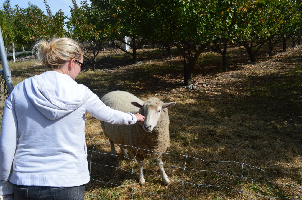 Shannon and a sheep at a Vineyard in Marlborough, New Zealand