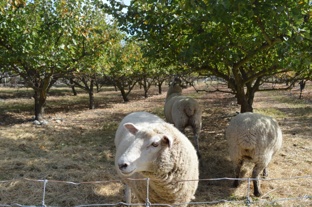 Sheep at a Vineyard in Marlborough, New Zealand