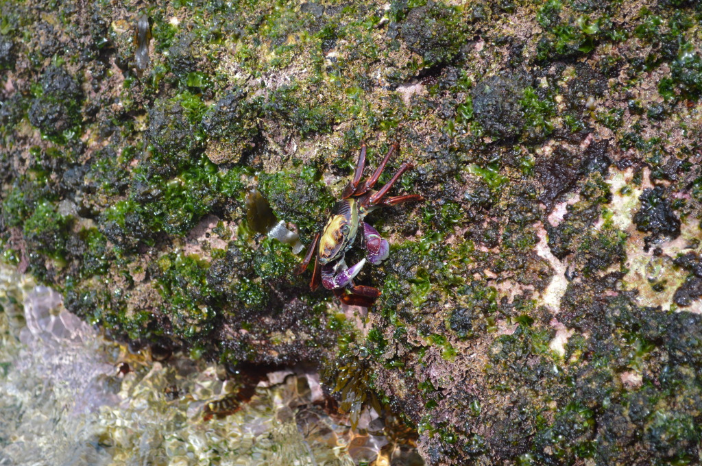 Crab on Bondi Beach, Australia