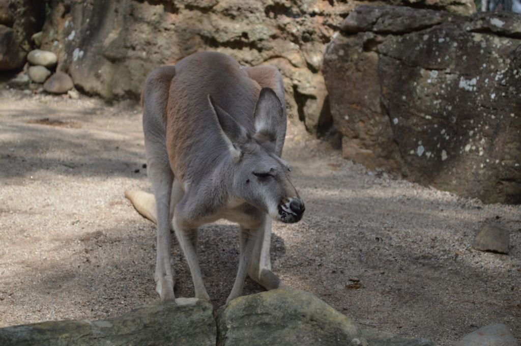 Taronga Zoo, Sydney, Australia