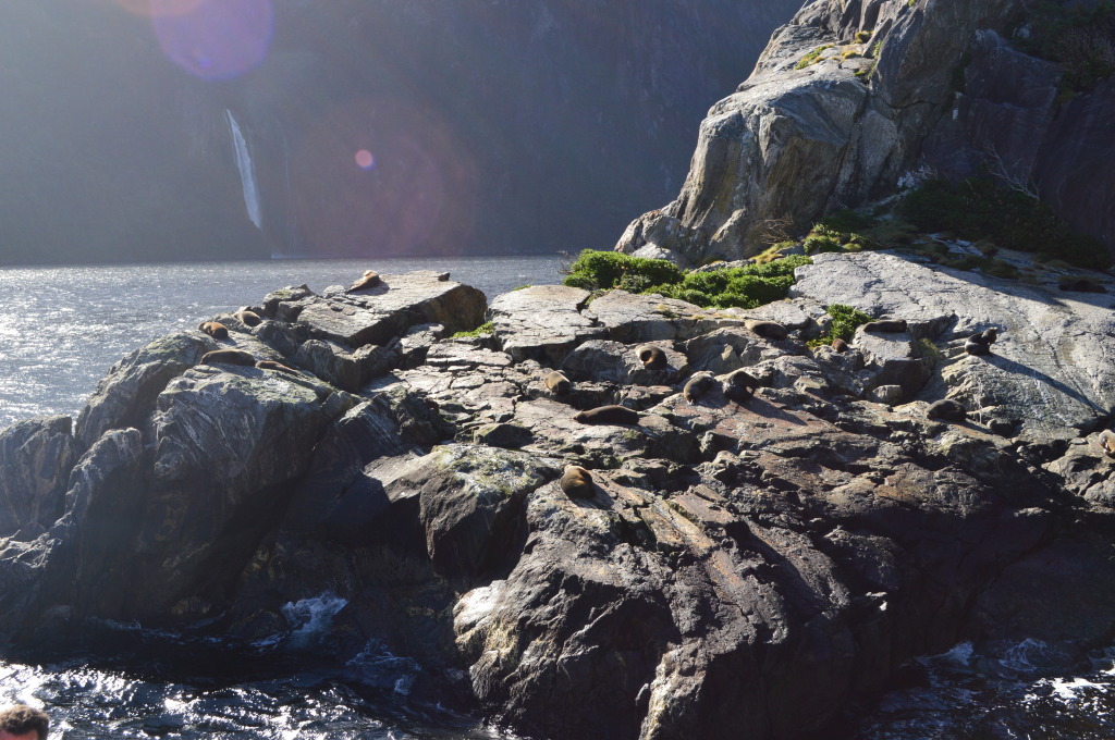 A Colony of Seals in Milford Sound in New Zealand