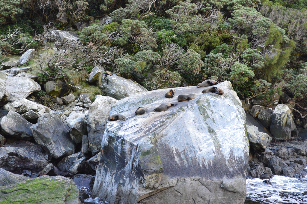 A Colony of Seals in Milford Sound in New Zealand