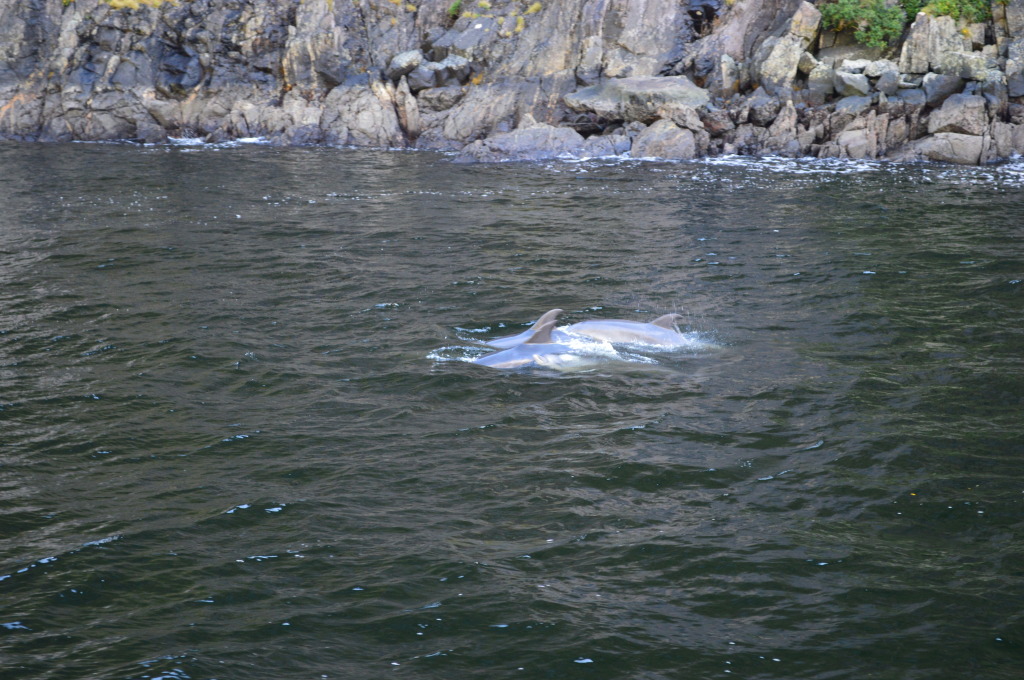 Dolphins Swimming in Milford Sound in New Zealand