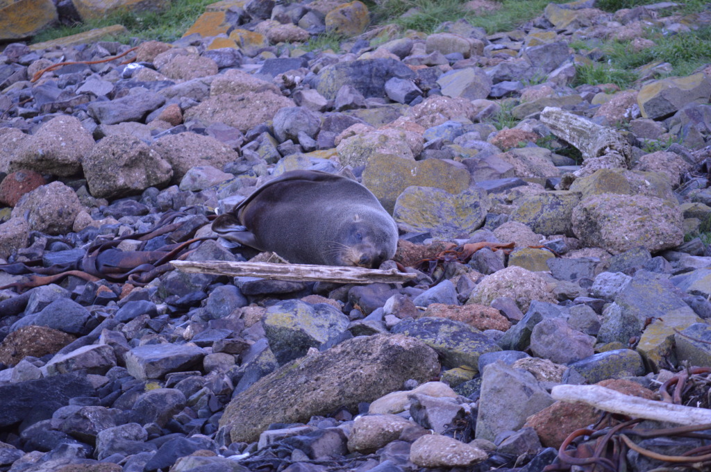 A seal on the Otago Peninsula outside of Dunedin, New Zealand