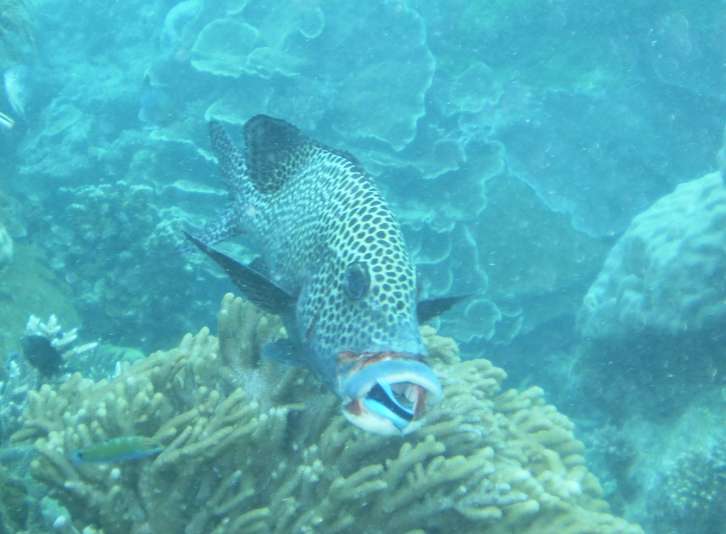 Scuba Diving in the Great Barrier Reef in Australia