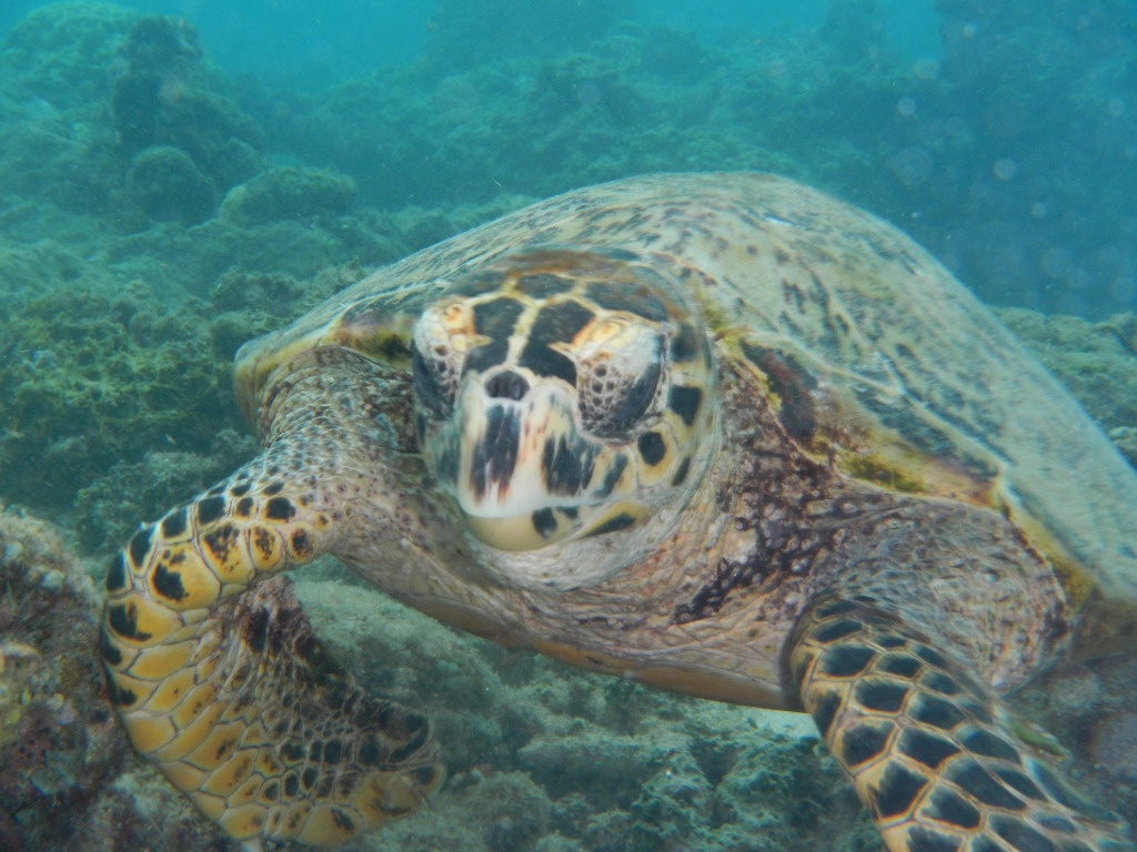 Snorkeling with a Turtle on Gili Trawangan, Indonesia