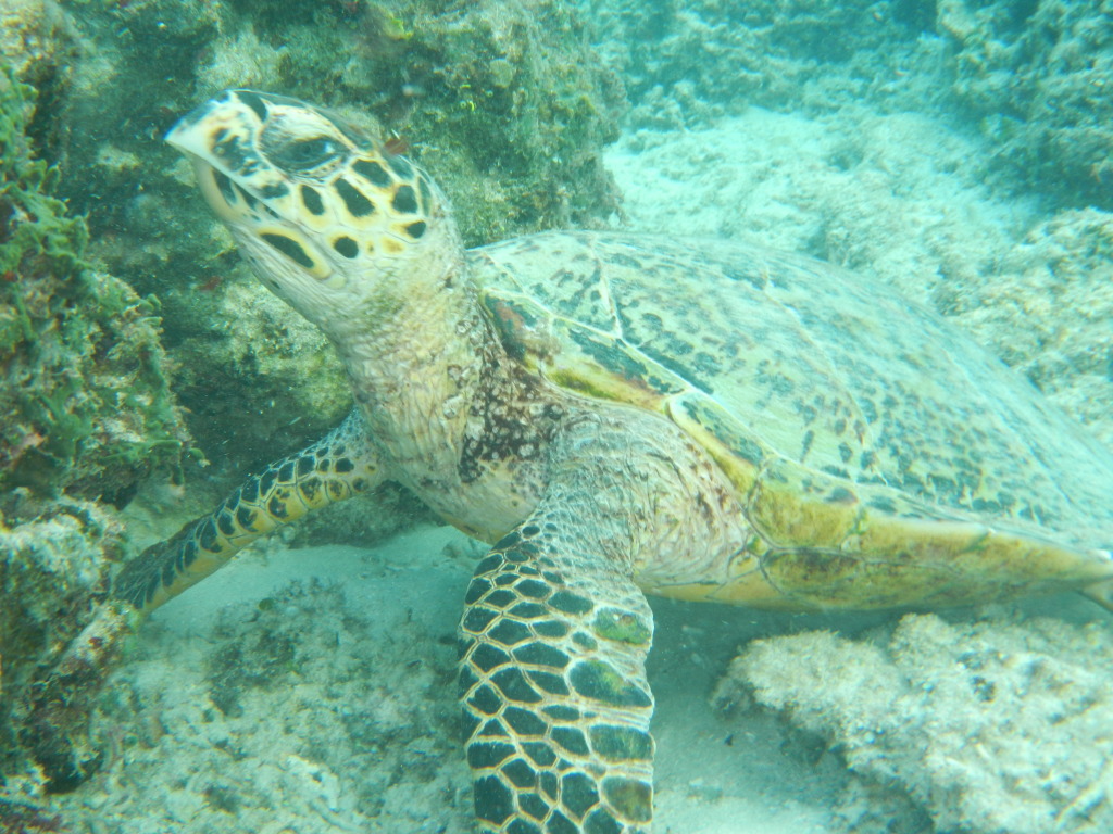 Snorkeling with a Turtle on Gili Trawangan, Indonesia