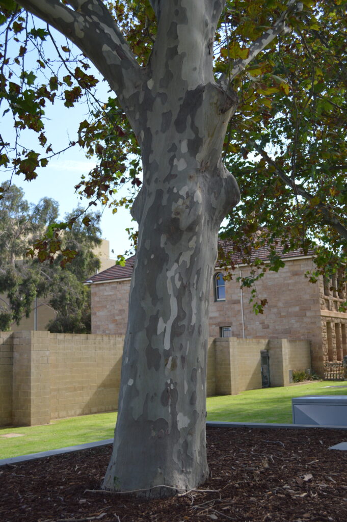A Gumbo Limbo Tree in Perth, Australia