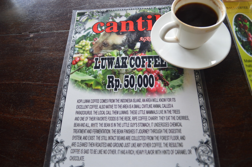 Civet Coffee in Bali, Indonesia