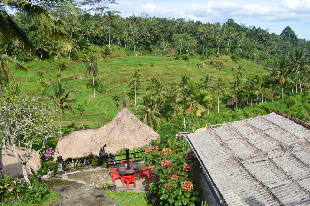 Rice Terraces in Bali, Indonesia