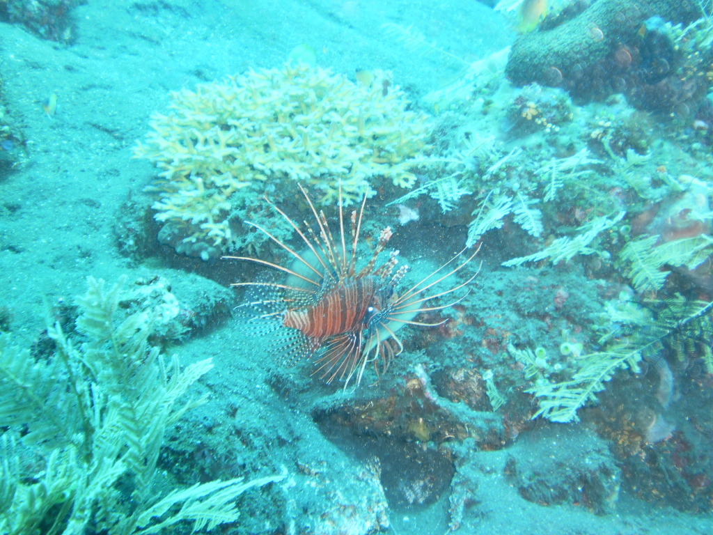 Tulamben Wreck Dive Site in Bali, Indonesia