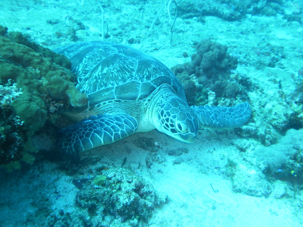 Sea Turtle on Gili Trawangan, Indonesia