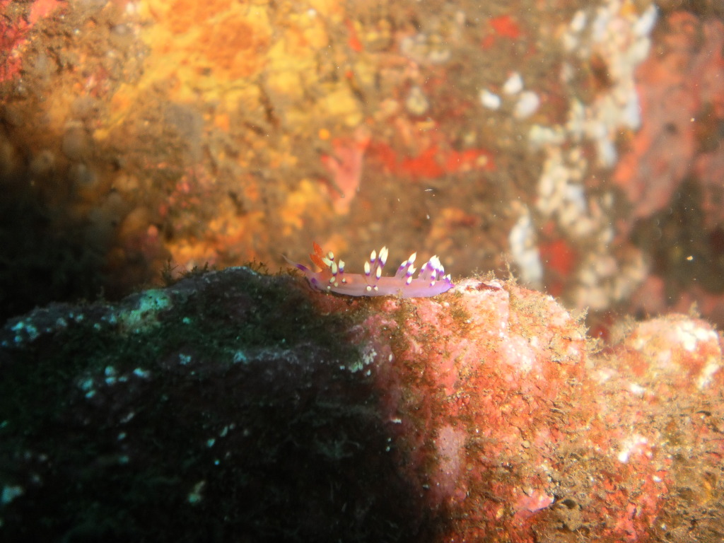Nudibranch on Tulamben Wreck on Bali, Indonesia