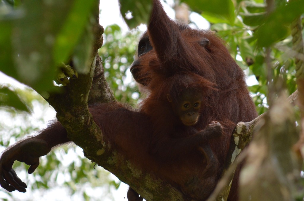 Orangutans in Sepilok, Malaysia