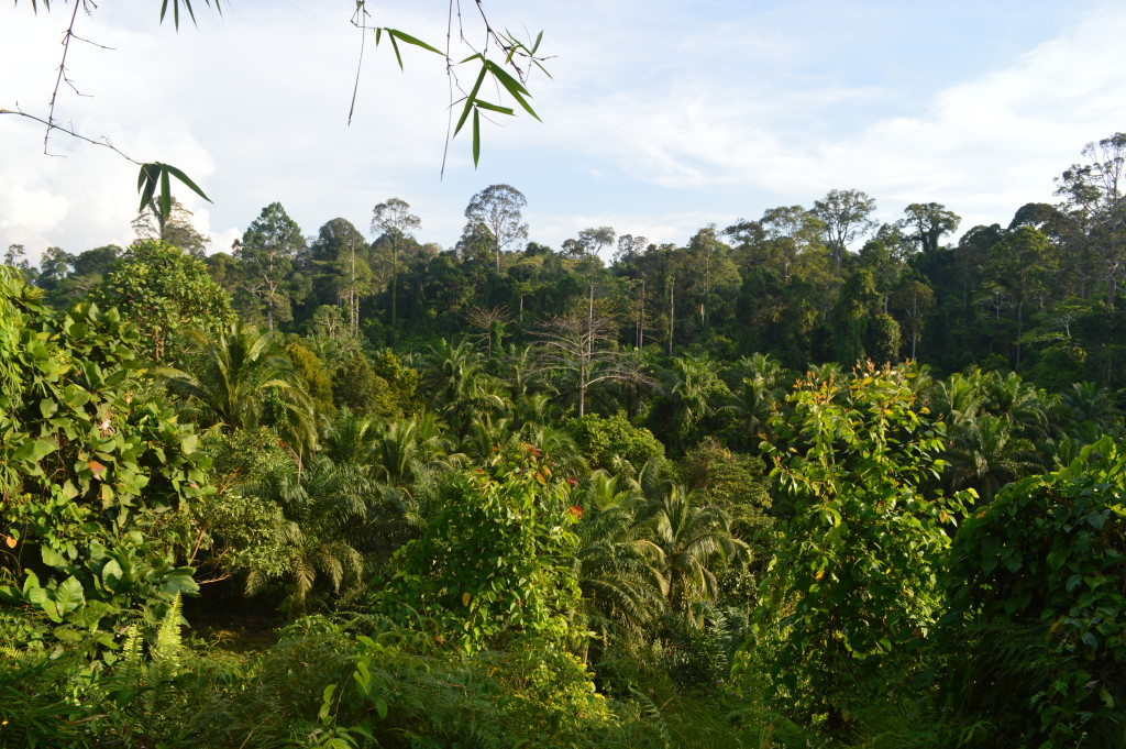 Borneo Rainforest in Malaysia