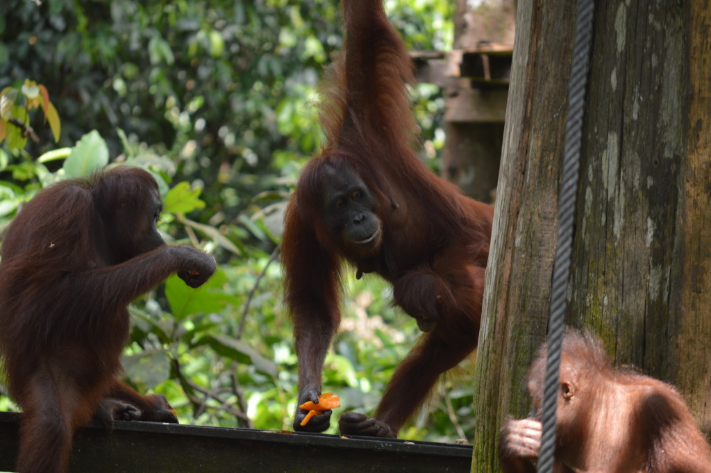 Orangutans in Sepilok, Malaysia