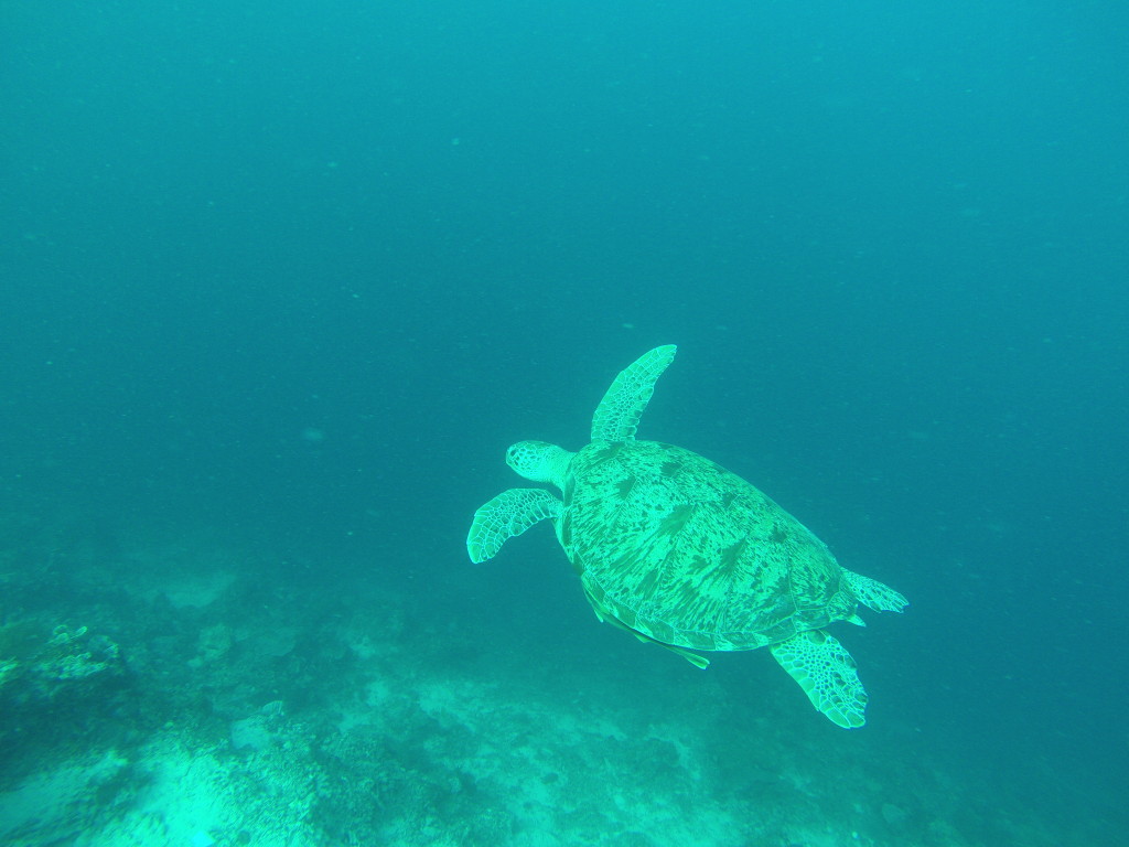 Scuba Diving off Mabul Island in Malaysia