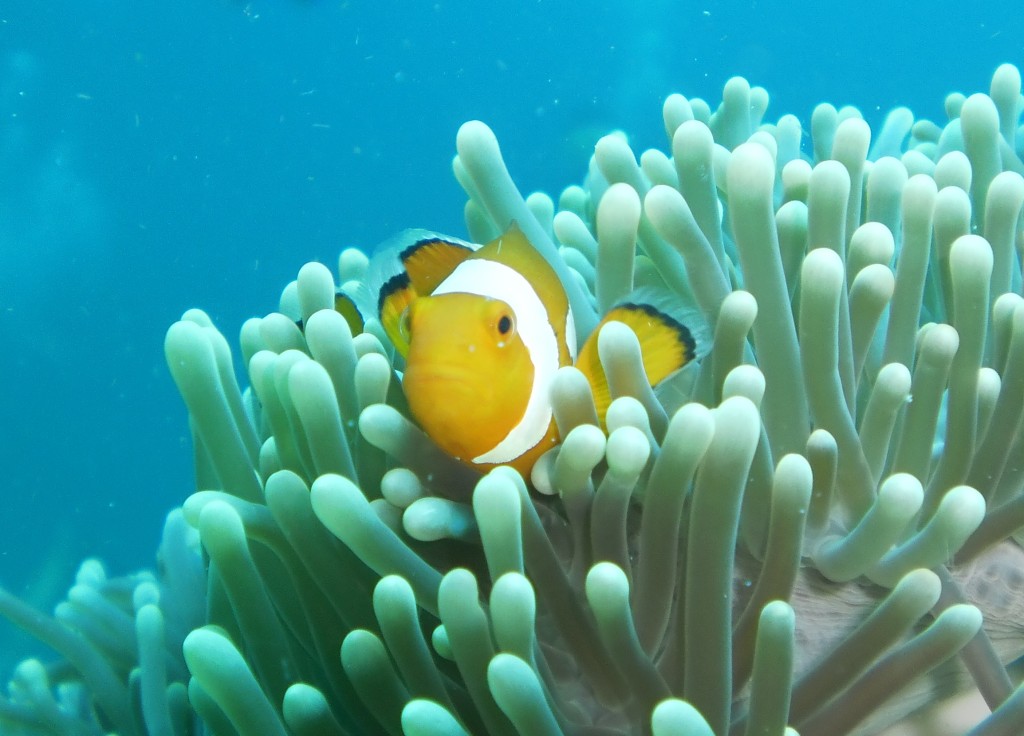 A clown fish in an anemone