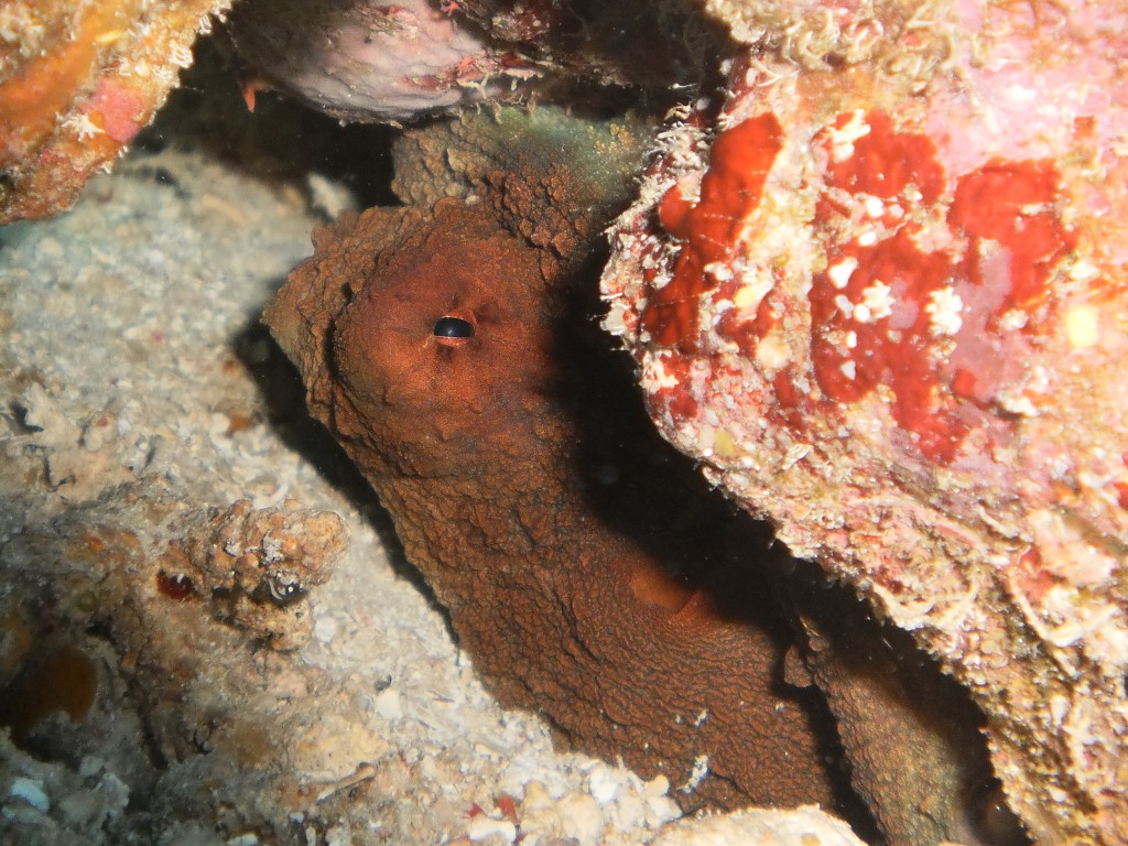 An octopus peeking out of his hiding spot