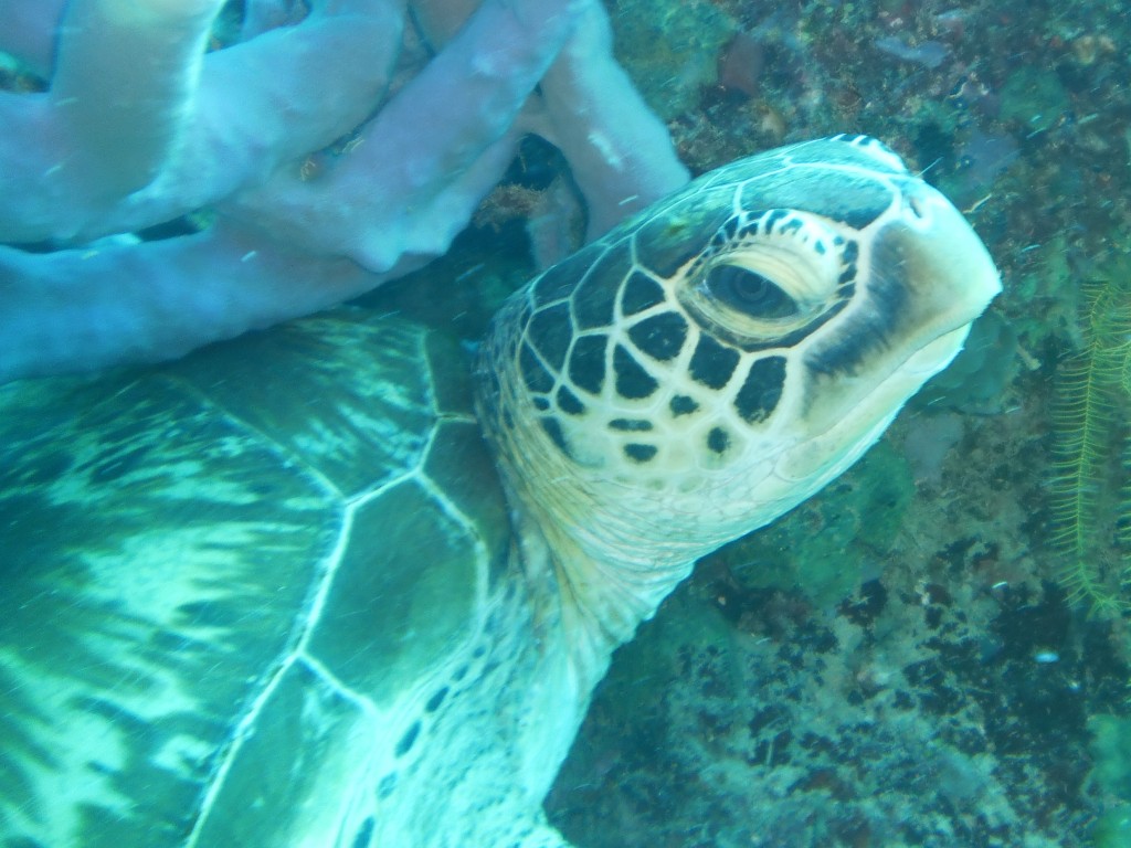 Up close to a sea turtle