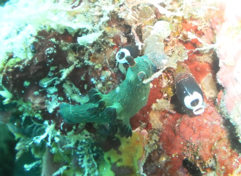 Nudibranch off Mataking in Malaysia