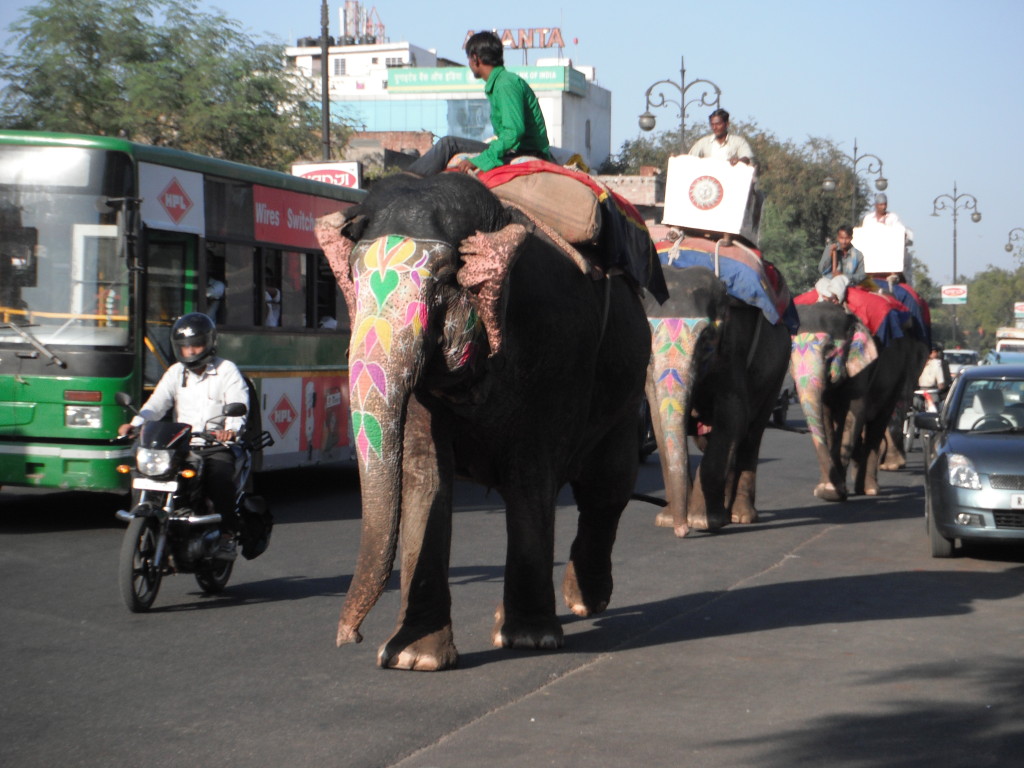 Elephant हाठी in Jaipur जयपुर