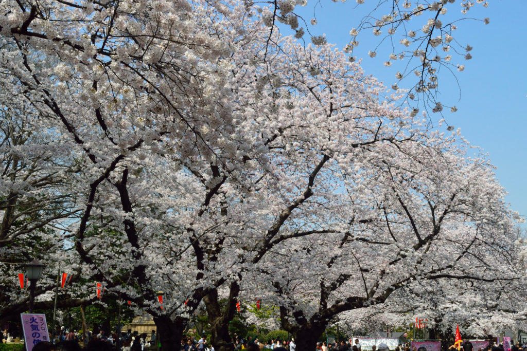 Ueno Park Cherry Blossoms